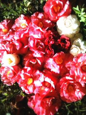 偶然の美｜「フラワーショップ　あきの」　（静岡県御前崎市の花キューピット加盟店 花屋）のブログ