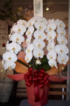 ここ一番の贈り物に。おすすめの胡蝶蘭「フラワーショップ　あきの」（静岡県御前崎市の花屋）のギャラリー写真