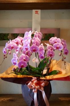 ここ一番の贈り物に おすすめの胡蝶蘭 花屋ブログ 静岡県御前崎市の花屋 フラワーショップ あきのにフラワーギフトはお任せください 当店は 安心と信頼の花キューピット加盟店です 花キューピットタウン